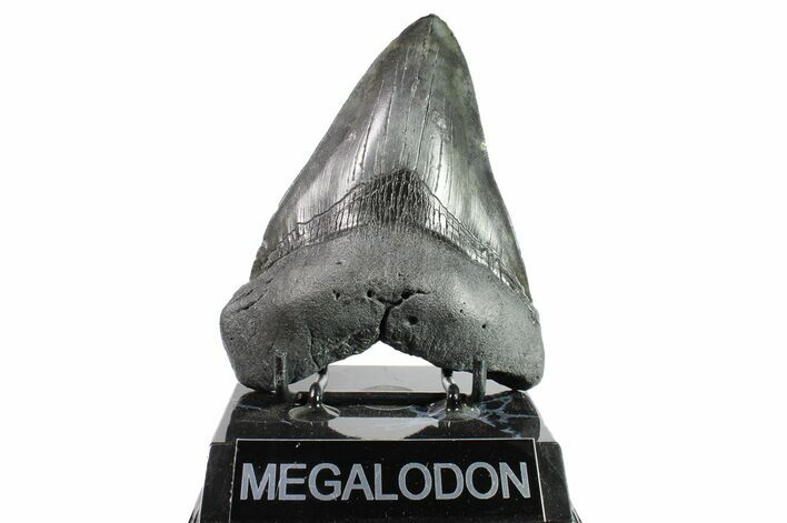 Fossil Megalodon Tooth - South Carolina #153873